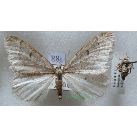 Theria rupicapraria (Denis & Schiffermüller, 1775) pair Wiosennica porożyca Czech88j